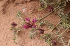 Astragalus incanus