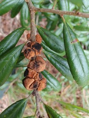 Disholcaspis quercusvirens