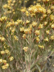 Leucadendron rubrum