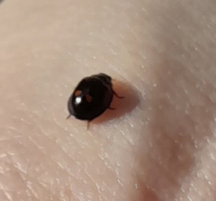 Exochomus quadripustulatus