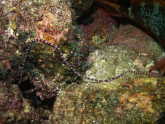 Baseodiscus mexicanus