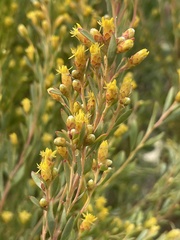 Leucadendron rubrum