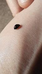 Exochomus quadripustulatus