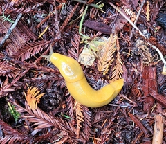 Ariolimax dolichophallus