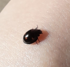 Exochomus quadripustulatus