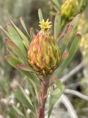Leucadendron rubrum