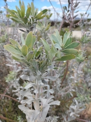 Leucospermum rodolentum