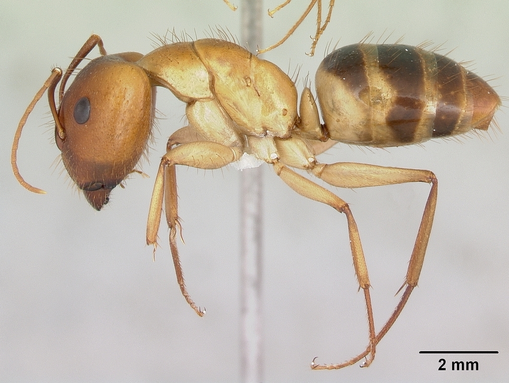 Camponotus microps