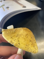 Amanita flavoconia