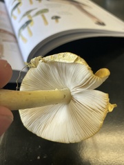 Amanita flavoconia