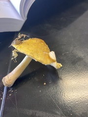 Amanita flavoconia