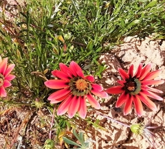 Gazania × splendens