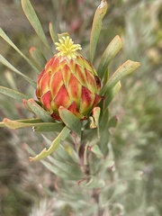 Leucadendron rubrum
