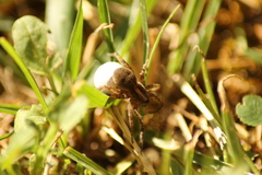 Trochosa