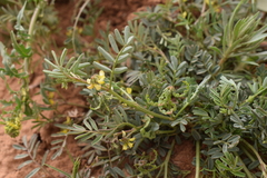 Hippocrepis multisiliquosa