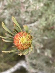 Leucadendron rubrum