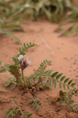 Astragalus stella - cruciatus