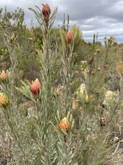 Leucadendron rubrum