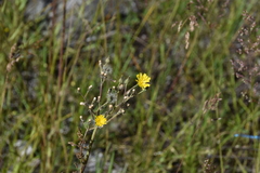 Crepis tectorum