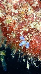 Clavelina