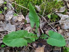 Crepis sibirica