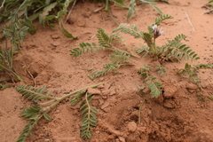 Astragalus stella - cruciatus