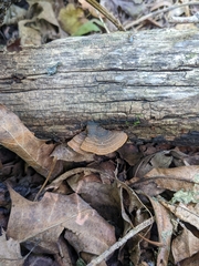 Hymenochaete rubiginosa