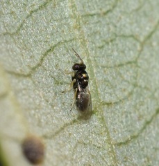 Scelionidae