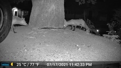 Vulpes vulpes fulvus