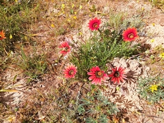 Gazania × splendens