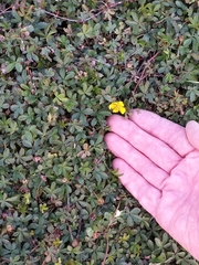 Potentilla reptans