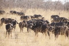 Syncerus caffer caffer