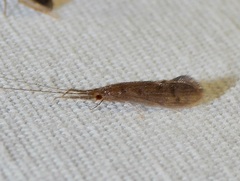 Trichoptera