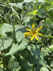 Helianthus strumosus