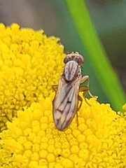Opomyza