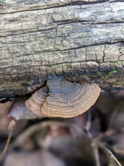 Hymenochaete rubiginosa