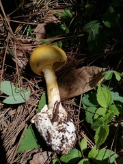 Amanita basii