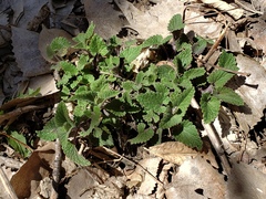 Nepeta cataria