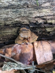 Hymenochaete rubiginosa