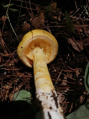 Amanita basii