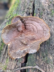 Hymenochaete rubiginosa