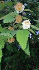 Varronia macrocephala