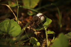 Trochosa