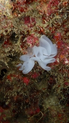 Nudibranchia
