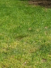 Passer domesticus