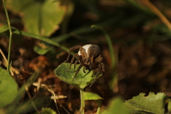 Trochosa