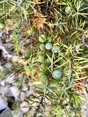 Juniperus oxycedrus
