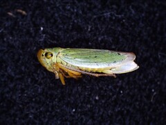 Cicadella