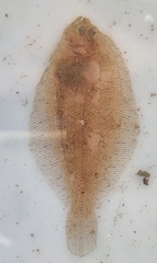 Arnoglossus laterna