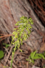 Malaxis unifolia